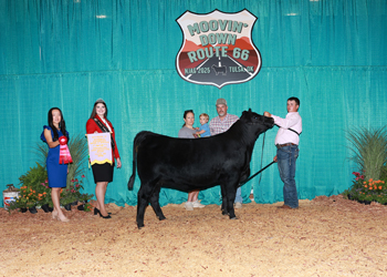 Reserve Division 2 - Bred-and-Owned PGS Female
