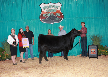 Reserve Junior Champion Heifer--Division 6