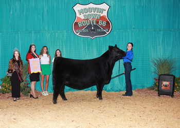 Reserve Junior Heifer Division 2
