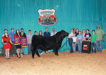Grand Champion Bred-and-owned Bull