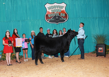 Reserve Intermediate Heifer Divison 2
