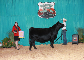 Reserve Senior Champion Female--Division 2