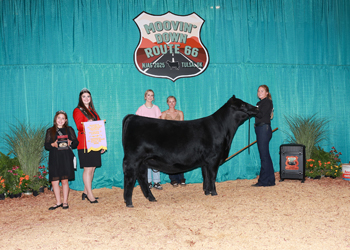 Reserve Junior Champion Heifer--Division 2