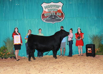 Bred-and-owned Reserve Junior Champion Bull