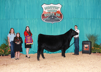 Junior Champion Heifer--Division 4