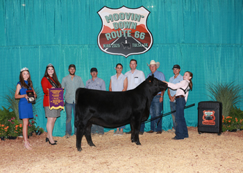 Intermediate Champion Heifer--Division 1