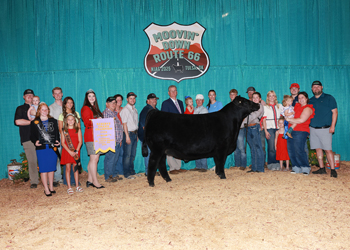 Reserve Grand Champion Steer