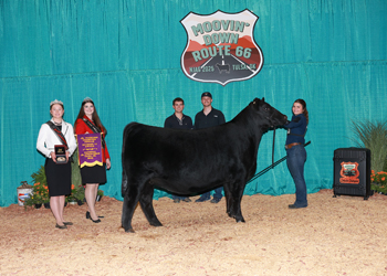 Junior Champion Heifer--Division 6