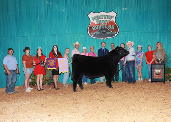 Reserve Grand Champion Bred-and-owned Bull