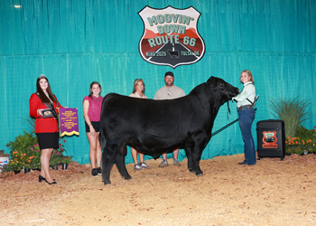 Senior Champion Bull