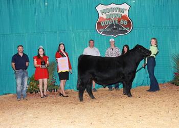Bred-and-owned Reserve Intermediate Champion Bull