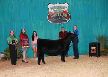 Senior Heifer Calf Champion--Division 3