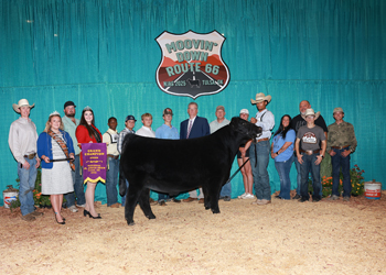 Grand Champion Steer