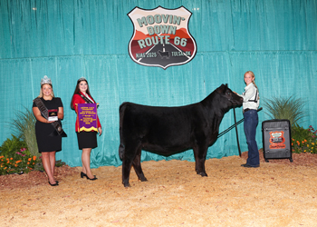 Senior Heifer Calf Champion Division 2