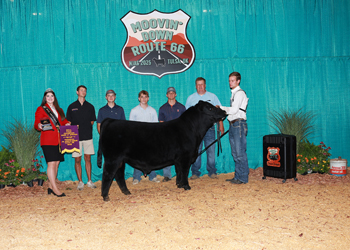 Bred-and-owned Senior Bull Calf Champion