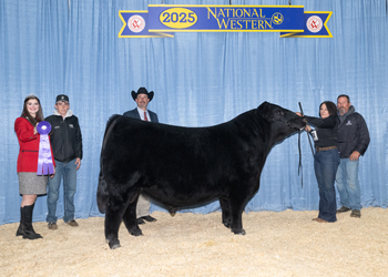 Junior Champion Bull Junior Champion Bull