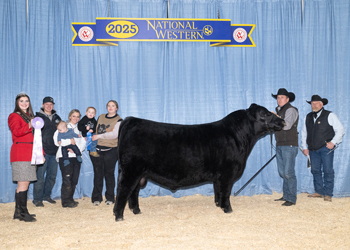Reserve Junior Champion Bull Reserve Junior Champion Bull