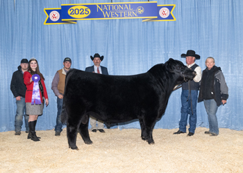 Intermediate Champion Bull Intermediate Champion Bull