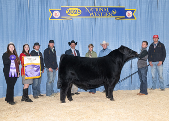 Grand Champion Bull Grand Champion Bull