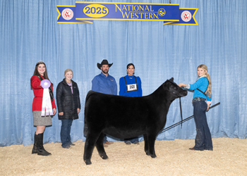 Reserve Summer Heifer Calf Champion Reserve Summer Heifer Calf Champion