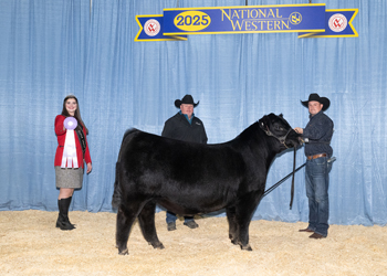 Reserve Junior Bull Calf Champion Reserve Junior Bull Calf Champion