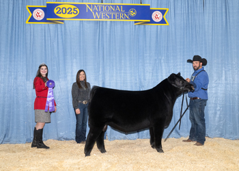 Junior Bull Calf Champion Junior Bull Calf Champion