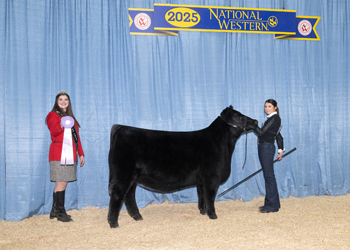 Reserve Junior Heifer Calf Champion-Division 2 Reserve Junior Heifer Calf Champion-Division 2