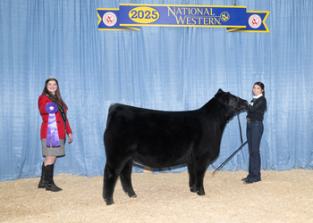 Junior Heifer Calf Champion-Division 2 Junior Heifer Calf Champion-Division 2