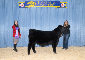 Summer Bull Calf Champion Summer Bull Calf Champion