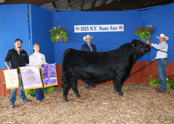 Reserve Grand Champion Bull