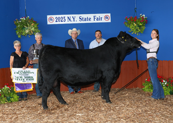 Grand Champion Bull