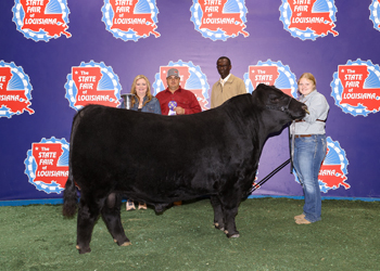 Grand Champion Bred-and-owned Bull