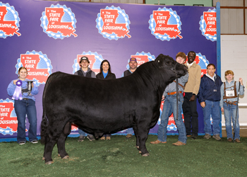 Champion Louisiana Bred Bull