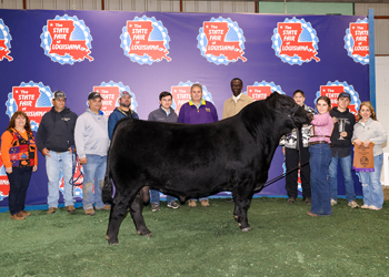 Grand Champion Owned Bull