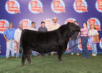 Reserve Grand Champion Bull