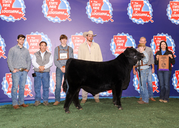 Grand Champion Bull