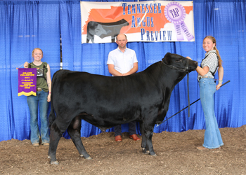Grand Champion Bull