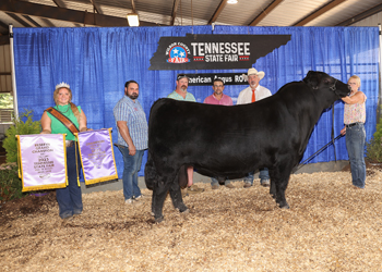 Reserve Grand Champion Bull