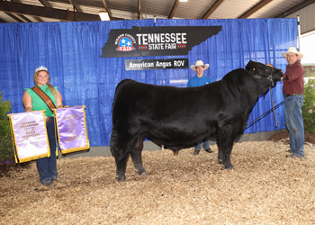 Reserve Senior Champion Bull