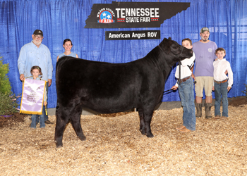 Reserve Intermediate Champion Heifer