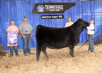 Intermediate Champion Heifer