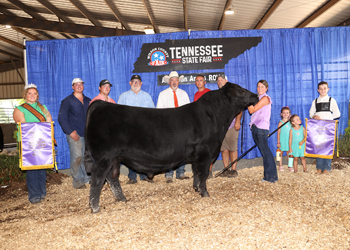 Grand Champion Bull