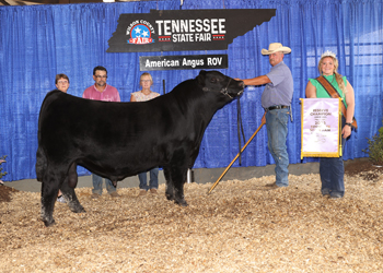 Reserve Junior Champion Bull
