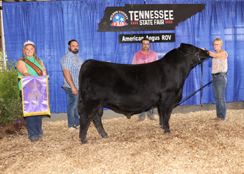 Intermediate Champion Bull