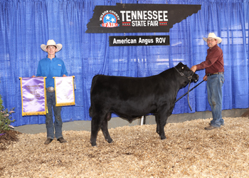 Junior Bull Calf Champion