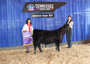 Junior Heifer Calf Champion