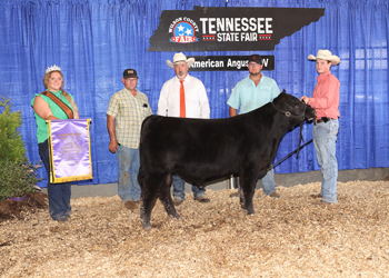 Senior Bull Calf Champion