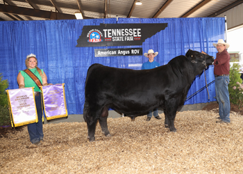 Grand Champion Bred-and-owned Bull