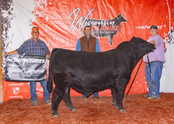 Grand Champion Bull