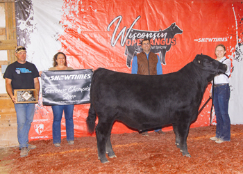 Reserve Grand Champion Steer